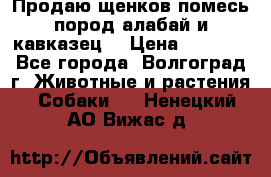 Продаю щенков помесь пород алабай и кавказец. › Цена ­ 1 500 - Все города, Волгоград г. Животные и растения » Собаки   . Ненецкий АО,Вижас д.